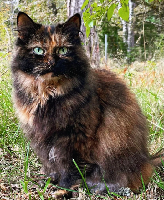 Sibirisk katt Kathleen